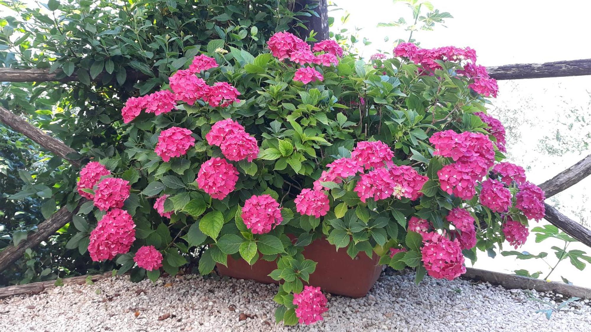 مونتيفالكو Tenuta Colverano المظهر الخارجي الصورة