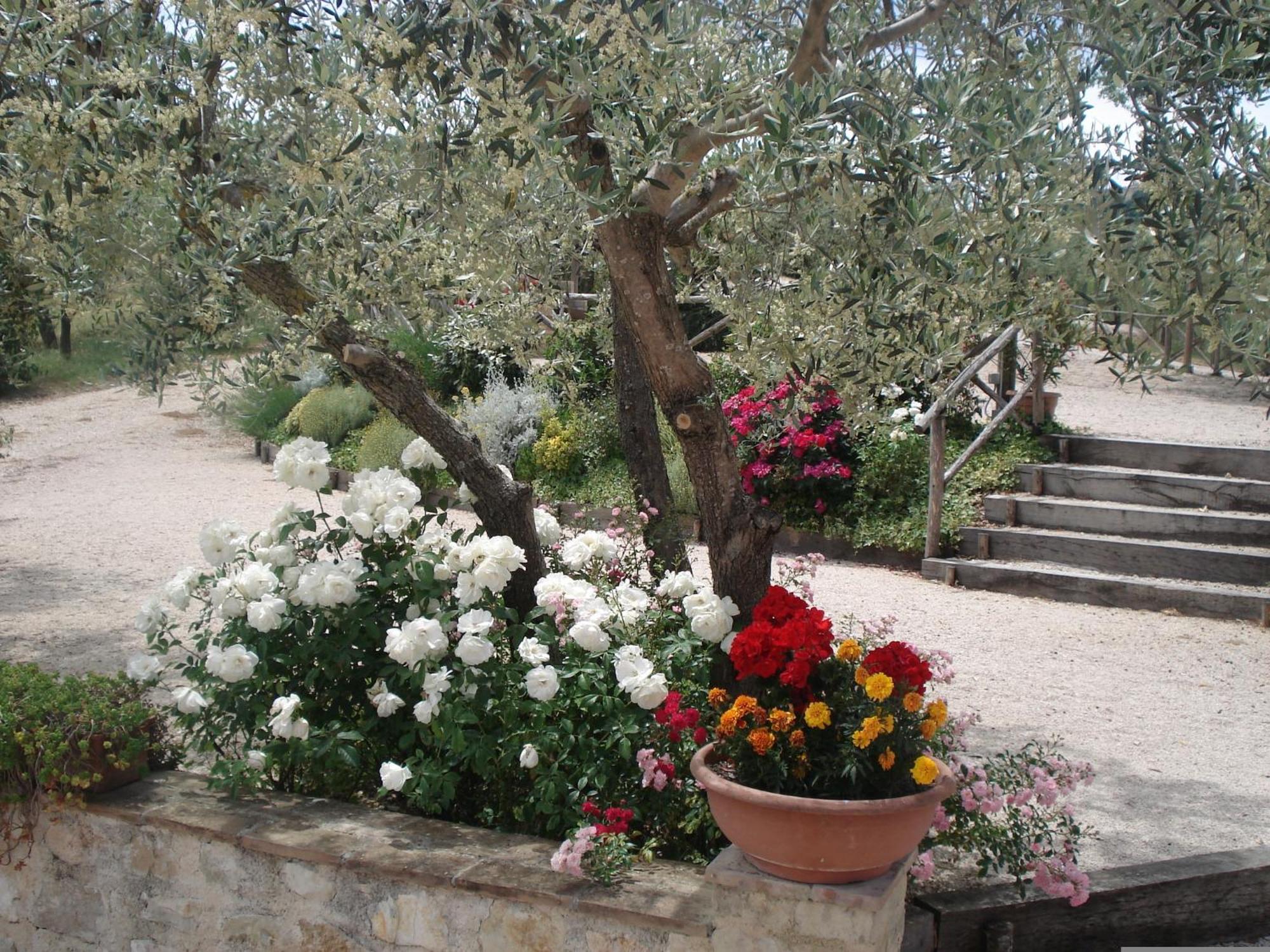 مونتيفالكو Tenuta Colverano المظهر الخارجي الصورة