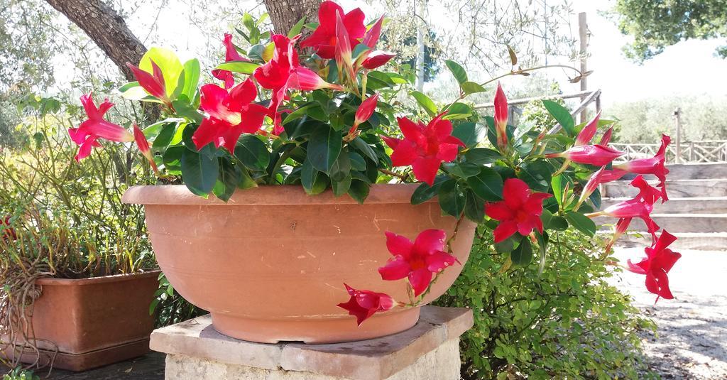 مونتيفالكو Tenuta Colverano المظهر الخارجي الصورة