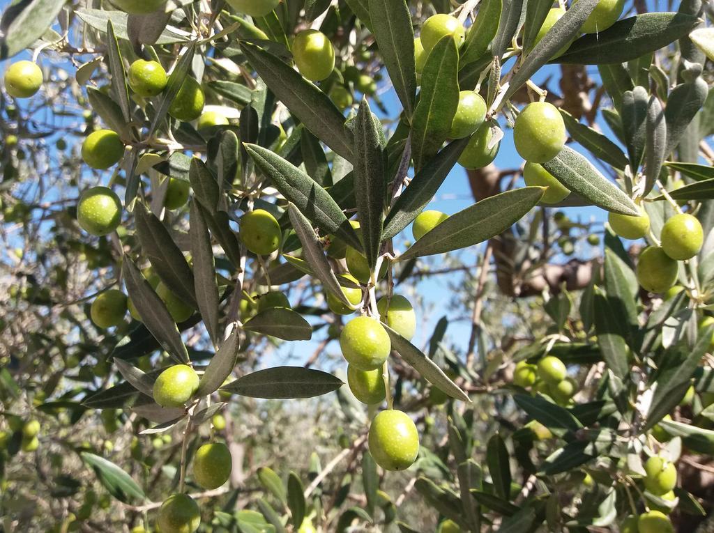 مونتيفالكو Tenuta Colverano المظهر الخارجي الصورة