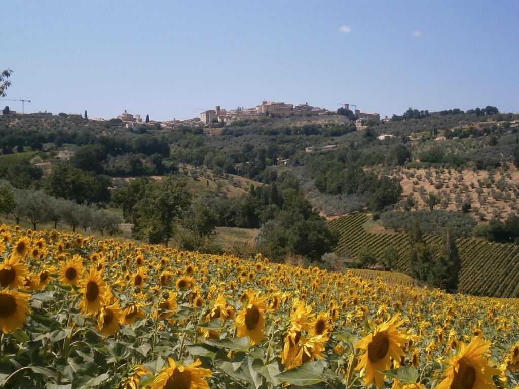 مونتيفالكو Tenuta Colverano المظهر الخارجي الصورة
