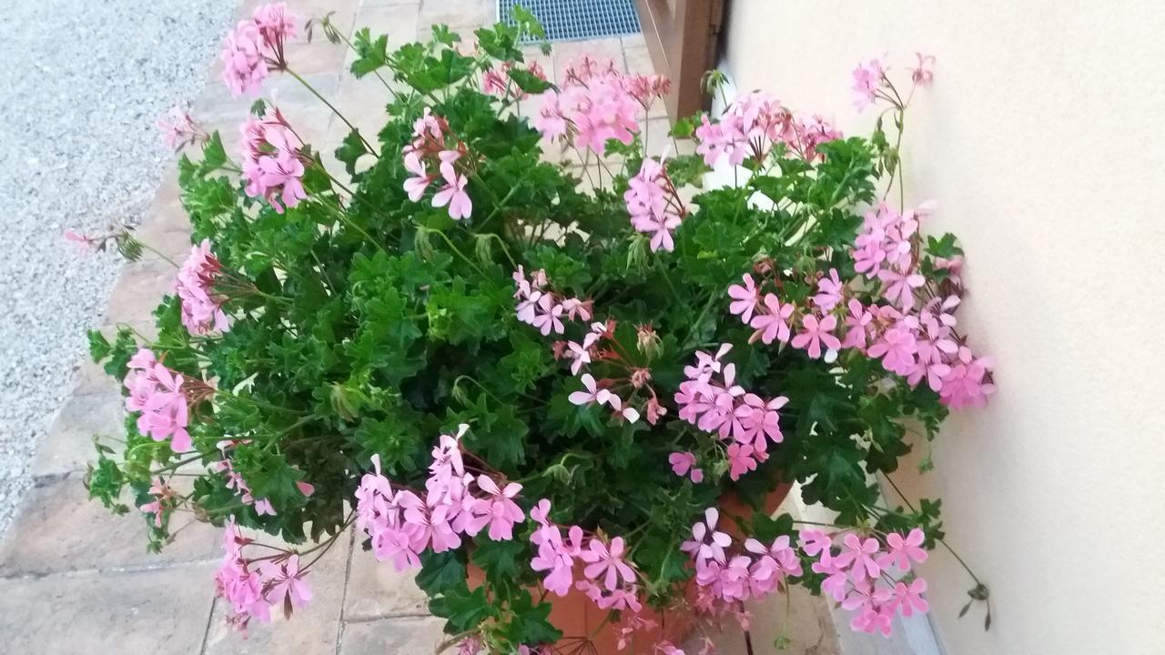 مونتيفالكو Tenuta Colverano المظهر الخارجي الصورة