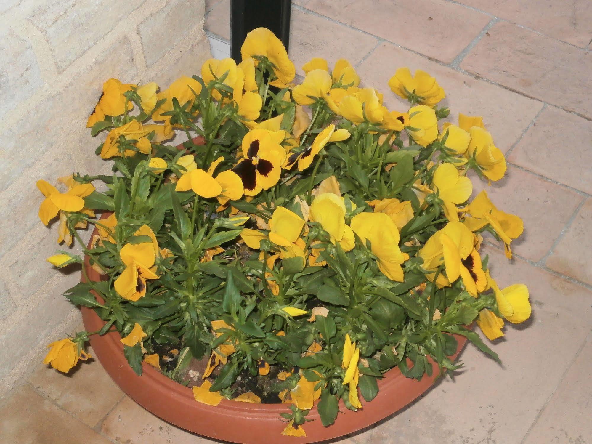 مونتيفالكو Tenuta Colverano المظهر الخارجي الصورة