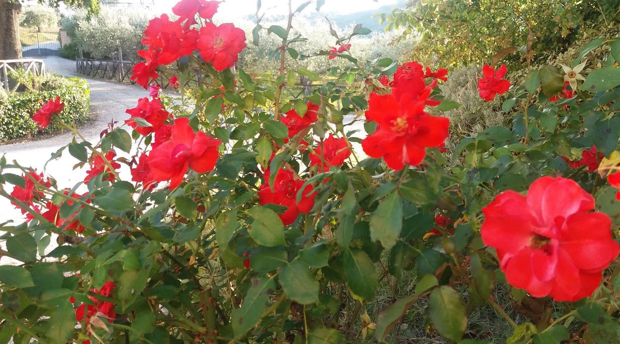 مونتيفالكو Tenuta Colverano المظهر الخارجي الصورة